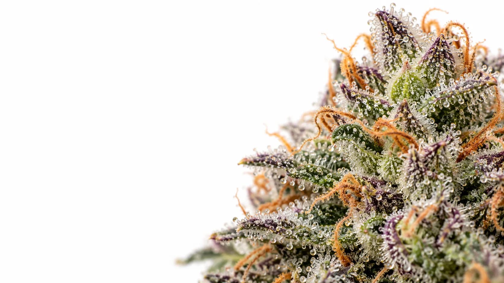 Macro of cannabis trichomes and pistils